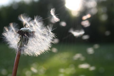 wish